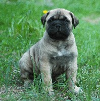 Giotto 4,5 weeks